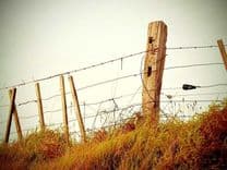 Veterinary PCR Kit - Canine