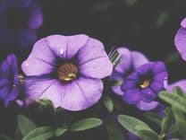 Veterinary PCR Kit - Canine