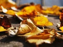 Veterinary PCR Kit - Canine