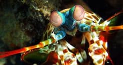 An image uploaded to Strapi called this-shrimp-is-awesome