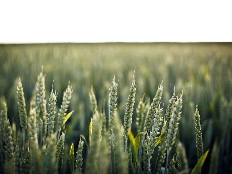 Shrimp Disease Detection Kit